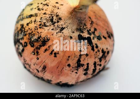 Schwarzer schimmel Zwiebeln. Onion Head mit goldenen Schale und Schimmel auf. pilzerkrankung auf Gemüse. Stockfoto