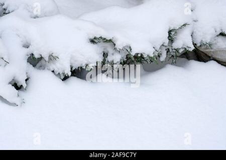 Juniper Zweige sind mit weißen Schnee bedeckt. Der erste Schnee im Park. Wacholder in den Schnee. Stockfoto