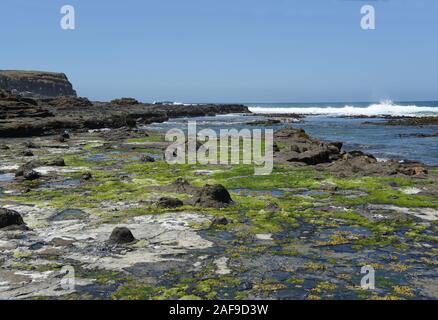 Die Catlins region Curio Bay auf der Südinsel von Neuseeland enthält eine wunderbar einzigartige Küsten, wo eine zerstörte Wald seit langem Tur hat Stockfoto