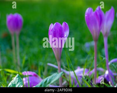 Lila Herbst Crocus Blumen, Colchicum autumnale, in einer grünen Wiese Stockfoto