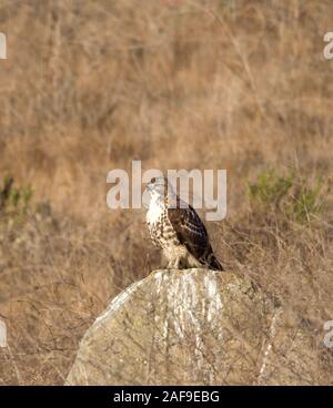 Red tailed hawk Stockfoto