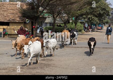 Region Arusha im Norden Tansanias. Zwei Bauern Wandern Rinder zu Ihrem Bereich. Die auf der rechten Seite sein Handy. Stockfoto