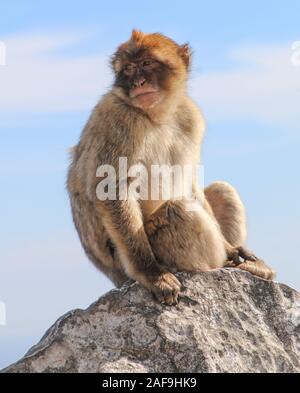 Barbary macaques in Gibraltar Stockfoto