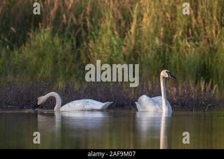 Trumpeter Schwäne in Nordwisconsin. Stockfoto