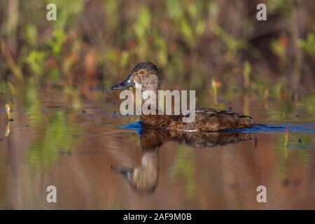 Weibliche ring-necked duck Schwimmen im nördlichen Wisconsin See. Stockfoto