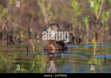 Weibliche ring-necked duck Schwimmen im nördlichen Wisconsin See. Stockfoto