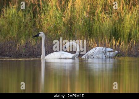 Trumpeter Schwäne in Nordwisconsin. Stockfoto