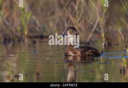 Weibliche ring-necked duck Schwimmen im nördlichen Wisconsin See. Stockfoto