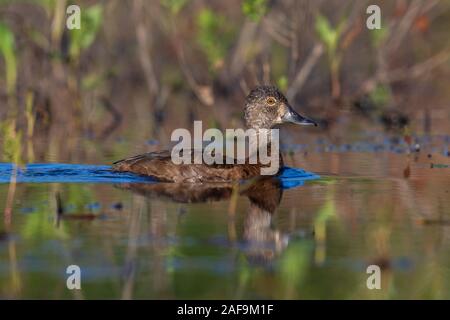 Weibliche ring-necked duck Schwimmen im nördlichen Wisconsin See. Stockfoto