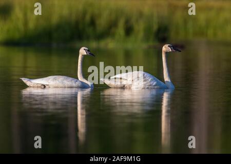 Trumpeter Schwäne in Nordwisconsin. Stockfoto