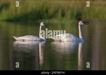 Trumpeter Schwäne in Nordwisconsin. Stockfoto