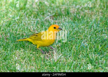 Safran Finch (Sicalis flaveola) Männlich stehend im Gras Stockfoto