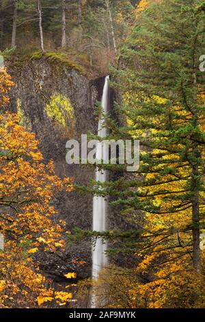 Herbstfarben, Latourell Falls, Columbia River Gorge, Oregon Stockfoto