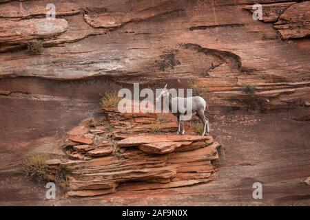 Bighorn Sheep on Ledge, Zion National Park, Utah Stockfoto