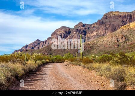 Ein Blick auf das Organ Pipe Cactus National Monument entlang Ajo Mountain Drive im südlichen Arizona Stockfoto