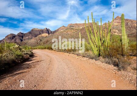 Ein Blick auf das Organ Pipe Cactus National Monument entlang Ajo Mountain Drive im südlichen Arizona Stockfoto