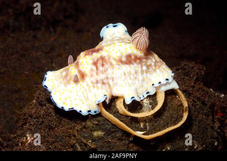 Nudibranch Sea Slug, Goniobranchus aureopurpureus oder Goniobranchus rufomaculatus legen einen Eiring. Tulamben, Bali, Indonesien. Bali-Meer, Indischer Ozean Stockfoto