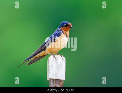 Rauchschwalbe (Hirundo rustica) auf Zaunpfosten gehockt Stockfoto