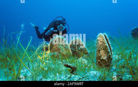 Scuba Diver an seltenen edlen Stift Schalen (Pinna nobilis) auf einem Algen, Kas, Lykien, Türkei Stockfoto