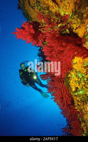 Scuba Diver in einem Drop-off mit roten Seefächern (Paramuricea Clavata), Korsika, Frankreich Stockfoto