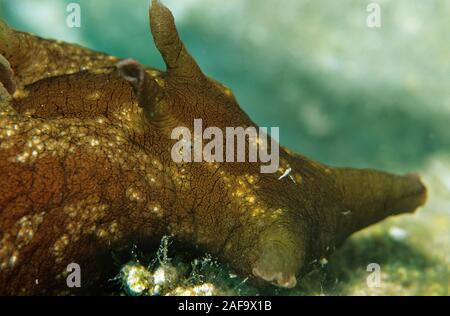 Fleckige oder russigen Meer Meer Hase Hase (Aplysia fasciata), Portrait, Kas, Lykia, Türkei Stockfoto