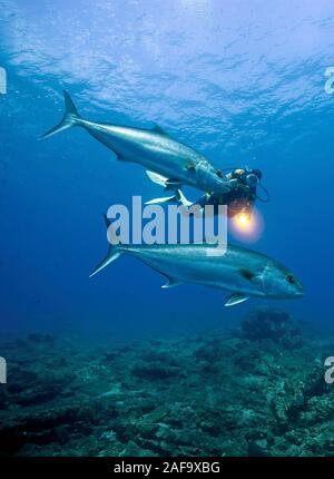 Scuba Diver und Große Bernsteinmakrele, Almaco Jack, Makrelen (Seriola dumerili), Bodrum, Türkei Stockfoto