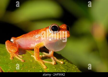 Mating Call der Frosch aus der Gattung Boophis, Andasibe, Madagaskar Stockfoto