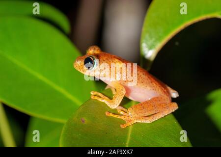 Orange Frosch aus der Gattung Boophis, Andasibe, Madagaskar Stockfoto