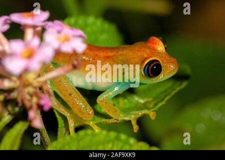 Orange Frosch aus der Gattung Boophis, Andasibe, Madagaskar Stockfoto