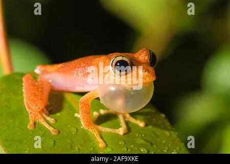 Mating Call der Frosch aus der Gattung Boophis, Andasibe, Madagaskar Stockfoto