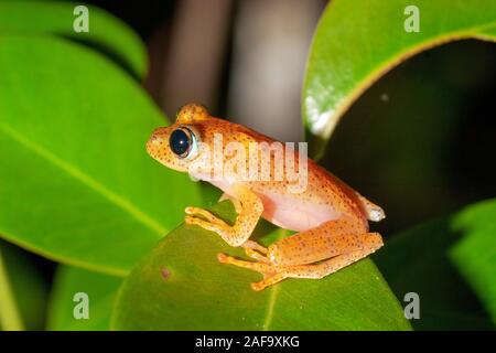 Orange Frosch aus der Gattung Boophis, Andasibe, Madagaskar Stockfoto