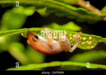 Orange Frosch aus der Gattung Boophis, Andasibe, Madagaskar Stockfoto