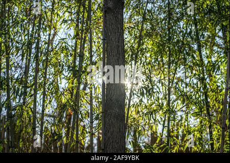 Ein Splitter von Sun spähen hinter einem Baum, durch grüne Blätter und junge Bambus umgeben Stockfoto