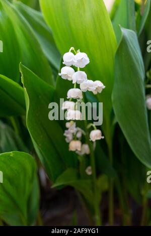 Nahaufnahme der Lilie des Tales oder Lilie-weißen glockenförmigen Blüten umgeben von grünen Blätter in Deutschland im Frühling Stockfoto
