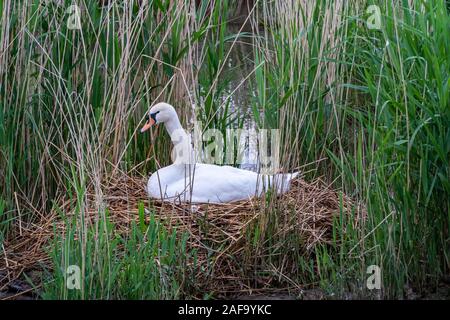 Schönen Schwan auf sein Nest in den See in Deutschland im Frühling Stockfoto