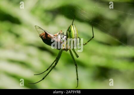 Orchard Orbweaver Spinne Essen auf dem Web, Foto in Taiwan Stockfoto