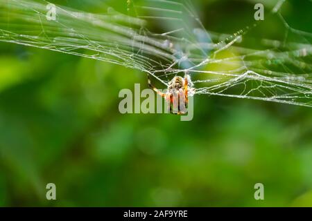 Orchard Orbweaver Spinne Essen auf dem Web, Foto in Taiwan Stockfoto