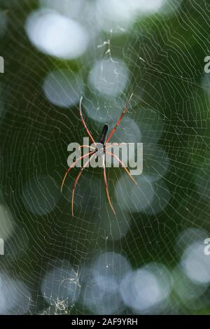 Obstgarten Orbweaver Spider Web, Foto in Taiwan Stockfoto