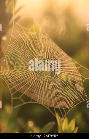 Obstgarten Orbweaver Spider Web, Foto in Taiwan Stockfoto