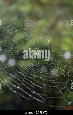 Obstgarten Orbweaver Spider Web, Foto in Taiwan Stockfoto