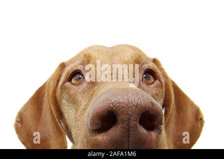 Close-up neugierig Zeiger Hund Augen verstecken. Auf weissem Hintergrund. Stockfoto