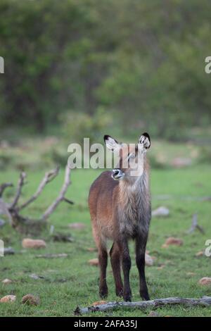 Ein junges Männchen wasserbock am Ol Kinyei Conservancy, Maasai Mara Stockfoto