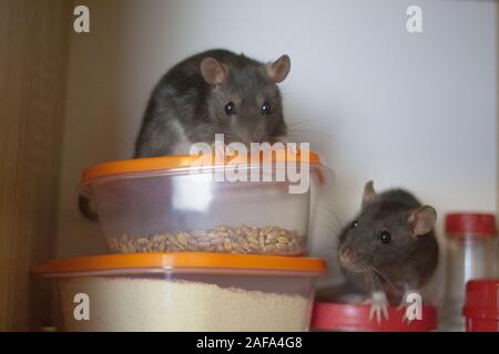 Die graue Ratte frisst Lebensmittel. unhygienischen Bedingungen. Auf den orangen Deckel der food Container. Symbol des chinesischen neuen Jahres Stockfoto