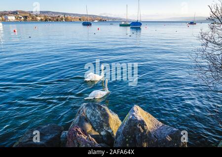 Zürich See und Stadt Stockfoto