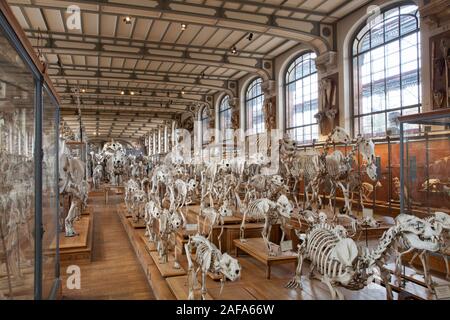 Die Galerie der Paläontologie und vergleichende Anatomie in Paris verfügt über eine erstaunliche Sammlung von Skeletten, Fossilien, und Historische biologischen Proben Stockfoto