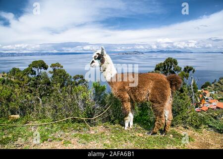 Alpaka Portrait auf der Isla del Sol Insel an einem sonnigen Tag. Bolivien. Südamerika. Lamas und Alpakas sind die zwei einheimischen Tiere vom Kamel Famil Stockfoto