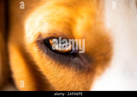 Eine Nahaufnahme eines Beagle hund Auge. Schöne bunte Makro schießen. Stockfoto