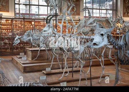 Die Galerie der Paläontologie und vergleichende Anatomie in Paris verfügt über eine erstaunliche Sammlung von Skeletten, Fossilien, und Historische biologischen Proben Stockfoto