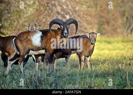 Mufflons Herde im Wald Portrait Ovis Aries Musimon Stockfoto