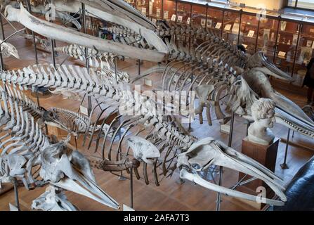 Wal Skelette in der Galerie der Paläontologie und der vergleichenden Anatomie in Paris, Frankreich Stockfoto